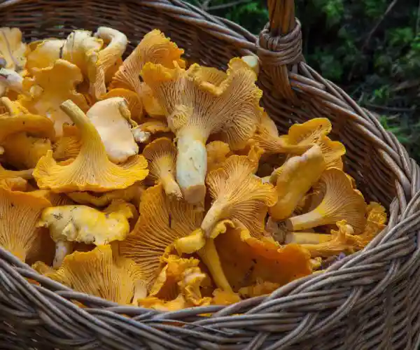 Panier de champignons fraîchement cueillis pour le restaurant la Table de Trois à Bordeaux.