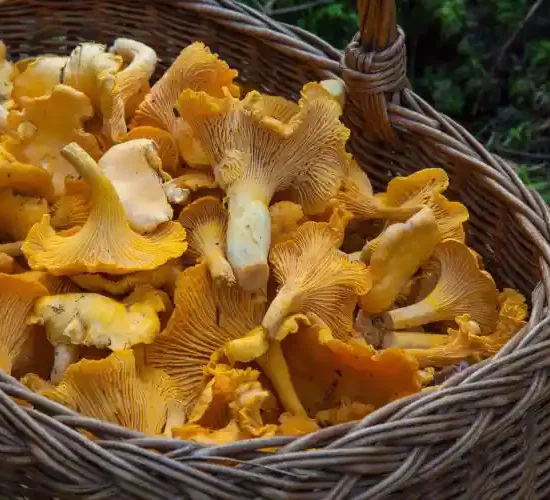 Panier de champignons fraîchement cueillis pour le restaurant la Table de Trois à Bordeaux.